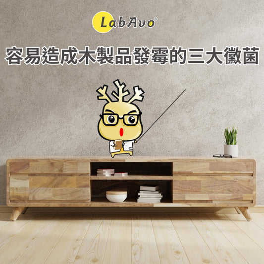 容易造成木製品發霉的三大黴菌