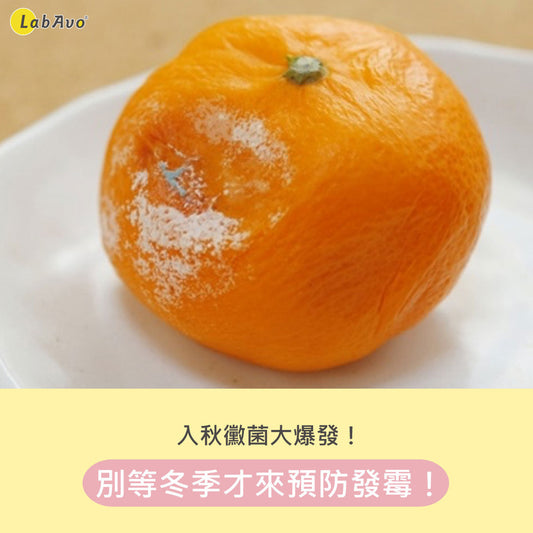 入秋黴菌大爆發,別等冬季才來預防發霉!