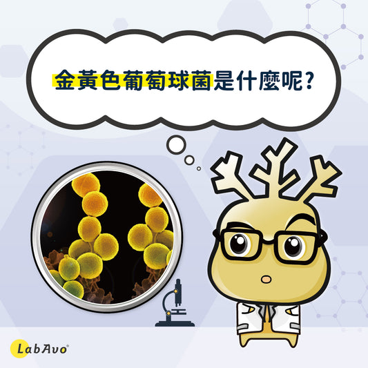 金黃葡萄球菌是什麼？引發疾病、如何預防···抗菌專家帶你了解！